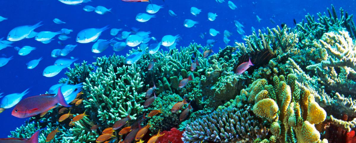 Great Barrier Reef, Culture, Reef & Island Blend - FLYCRUISE